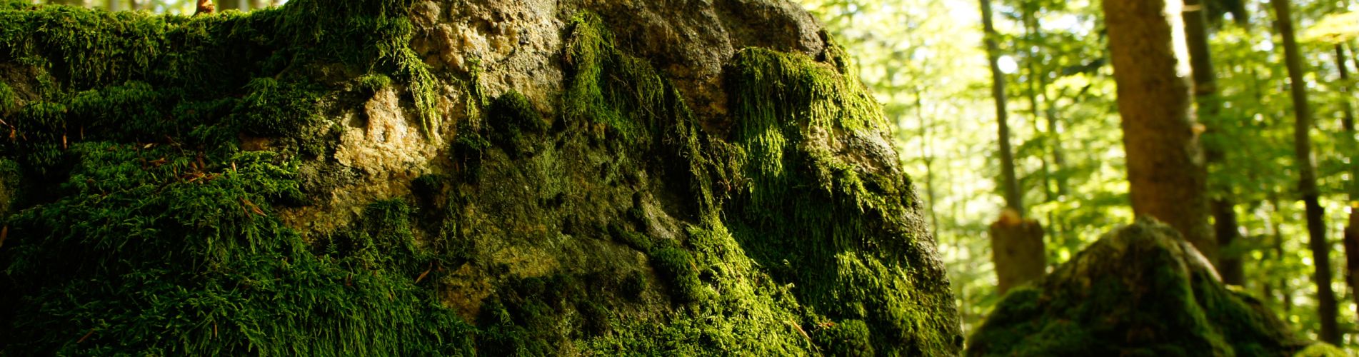 Bayerischer Wald: Impression vermooster Stein