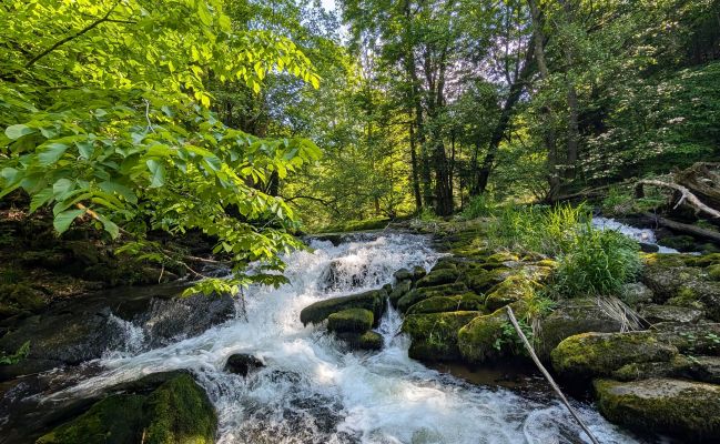 Wellnessurlaub: Waldwärts. Draußen zuhause
