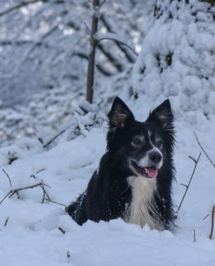 Urlaub mit Hund im Winter