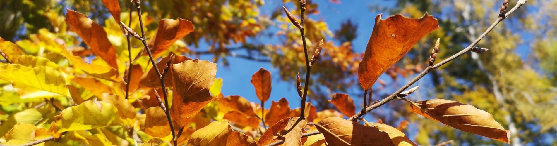 Bayerischer Wald: Blätter im Herbst